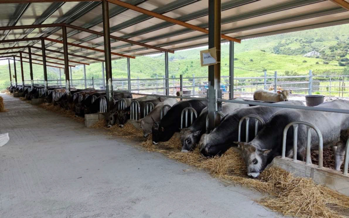 Bovini Podolici nell’allevamento coinvolto nel progetto VAL.SAN.