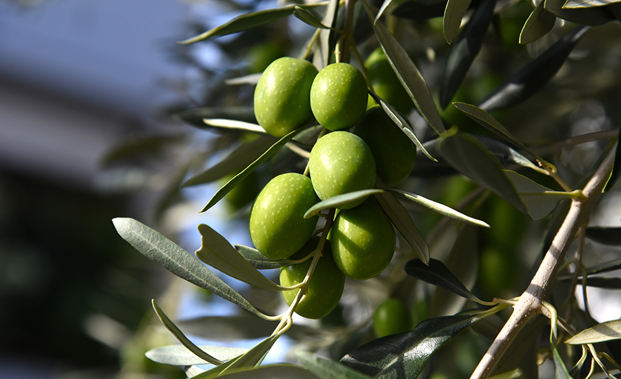 Olive verdi su un ramo